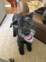 Bert