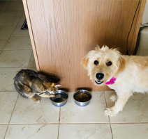 Nala and Stevie